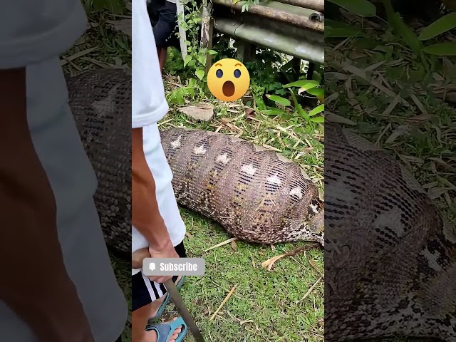 SHOCKING! Giant Python Swallows a Whole Cow in Camba, South Sulawesi 🐍😱