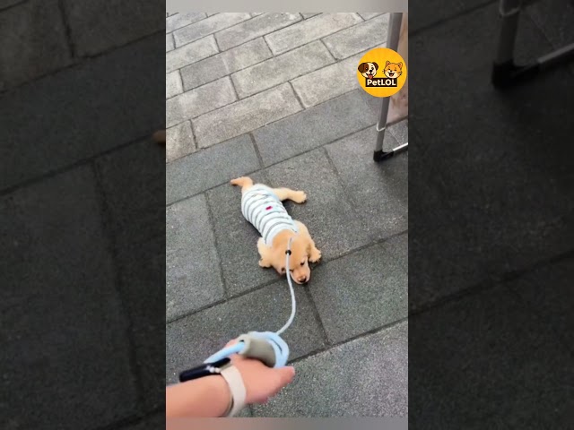 Dogs React to the Funniest Animal Moments 😂🐶