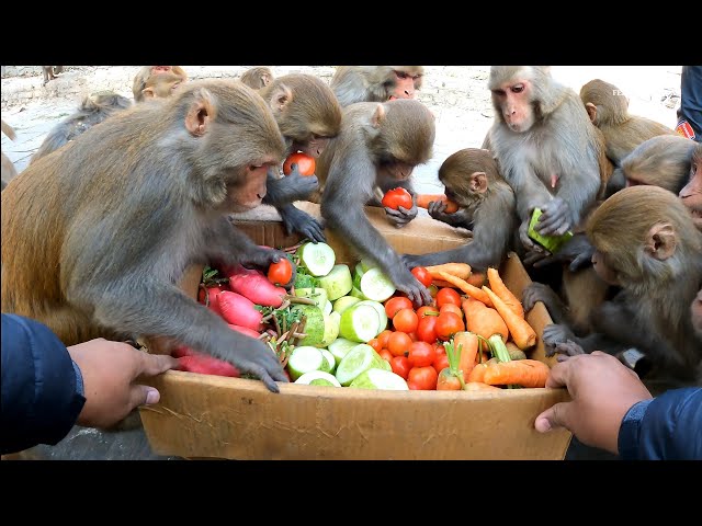 monkey eat verities of vegetables | Best food for monkeys | feeding carrot tomato cucumber & radish