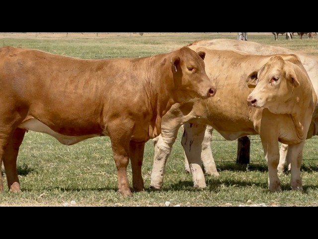 J&J Cattle Co: Charolais Beefmaster Cross Replacement Heifers