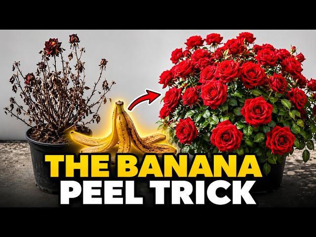 Roses Not Blooming Bury Banana Peels at the Base and Get More Flowers Naturally