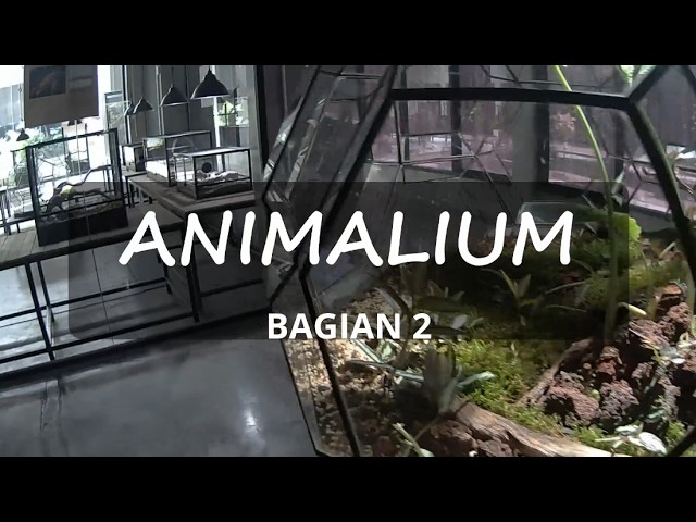 Animalium: A Collection of Animals and Replicas from Around the World (Part 2)