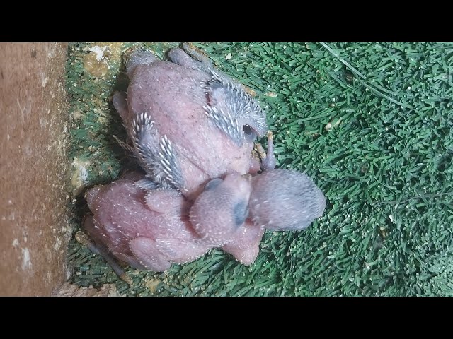 World of Budgie Son Baby 👶 💙 ❤️ 😍 💕