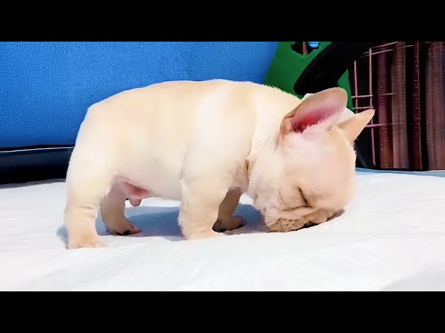 Cute PUPPIES Turn Into Little Comedians 😂 Funny Baby Animals Videos 2025