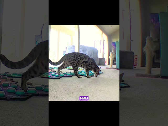 My Cat is Teaching me Native Powhatan Language