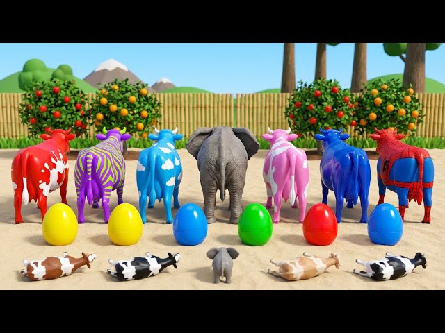 Wadidau‼️Proses Potong Sapi Kurban & Kerbau Lucu - Truk Oleng Angkut Sapi Kotor