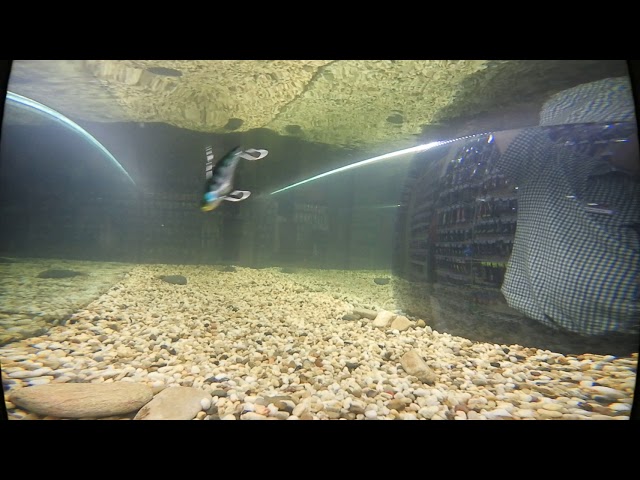 Цикада Jackall KnockinJaw