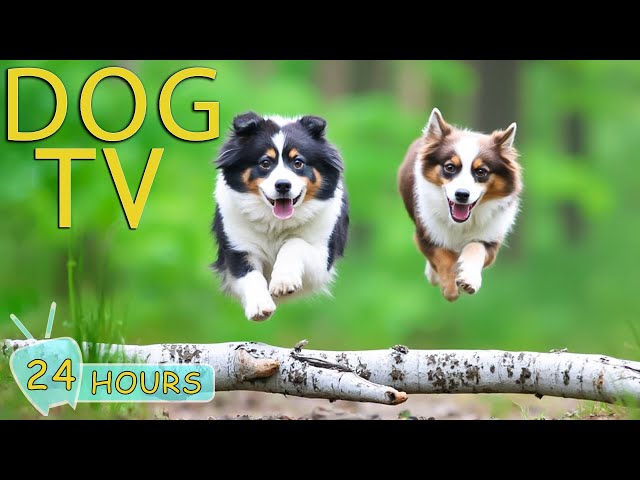 DOG TV: Videos Fun & Entertain for Dogs to Watch When Home Alone - Relax All-Day Music for Dogs