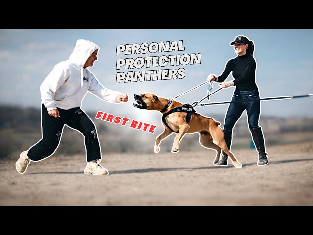 Canis Panther Europe | Personal Protection and Bitework