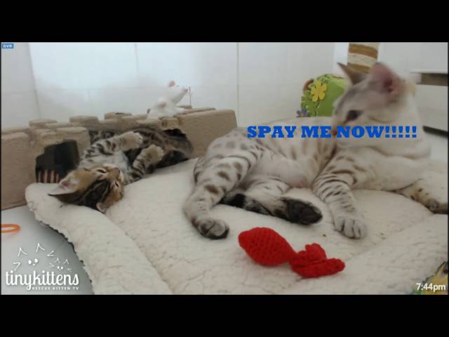 TinyKittens ~ MOM! She's Touching Me!