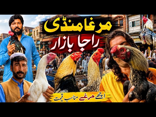 Friday Aseel Murga Mandi Rawalpindi, High quality Aseel Murghe, latest price of Murga Mandi Pakistan