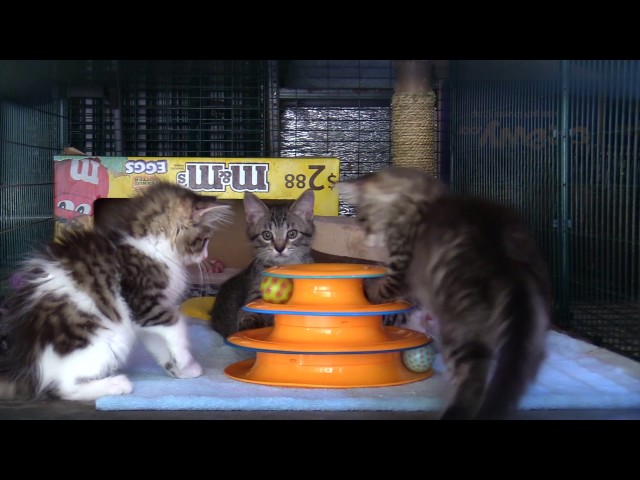 1 Hour of Kitten Therapy!