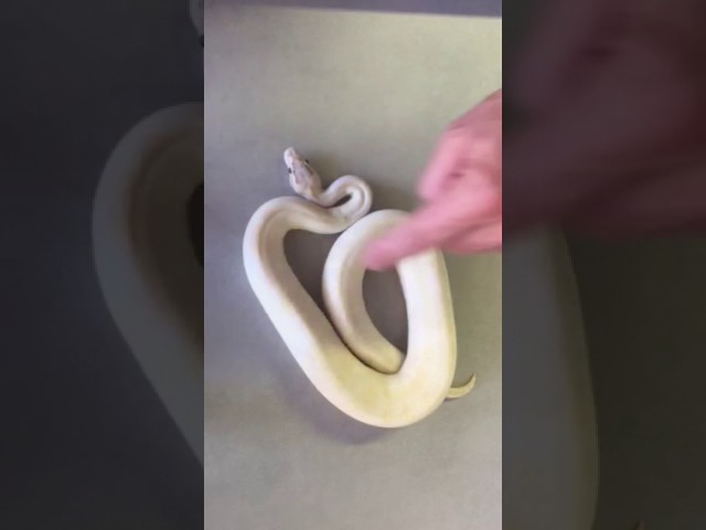 Ball Python Unboxing (Pastel Enchi Ivory)