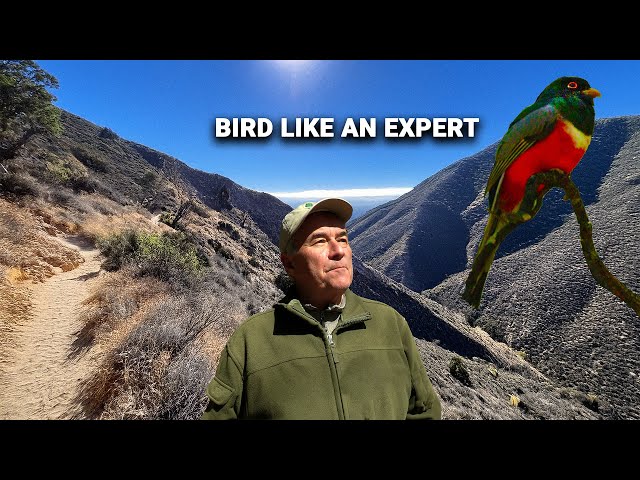 How To Raise Your Birding Skills To The Next Level.