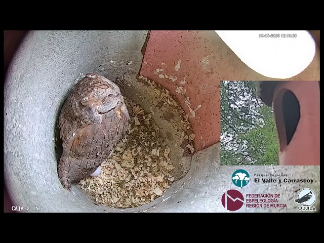 Reproducción del Autillo NIDO en DIRECTO 2026. Parque Regional El Valle MURCIA