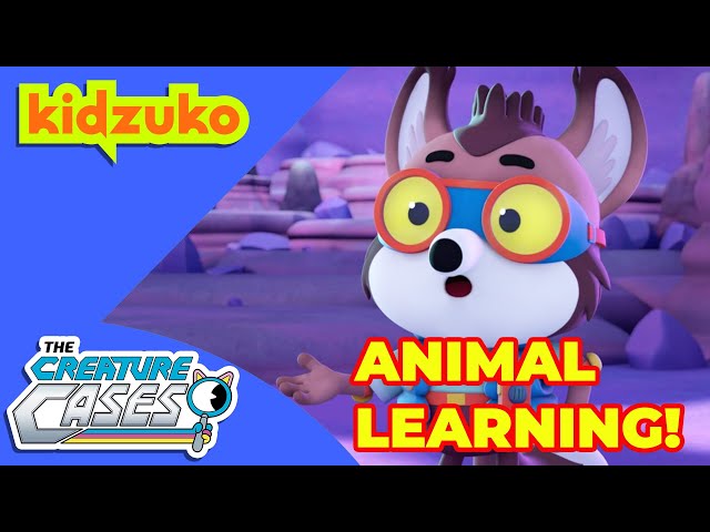 @CreatureCases - 🔎📚Animal Learning Adventures 📚🔎 | STEM | Compilation | @Kidzuko