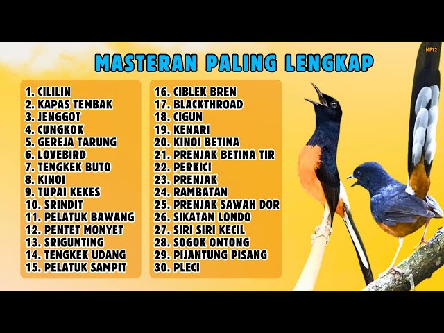 🔴 MASTERAN PALING LENGKAP!!! MASTERAN MURAI BATU || MASTERAN CUCAK IJO || MASTERAN KACER || 679