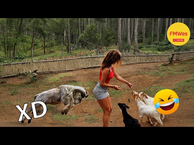 VIDEOS DE RISA 🤣 SI TE RÍES PIERDES NIVEL DIOS #795 😎HUMOR VIRAL MEXICANO🤣