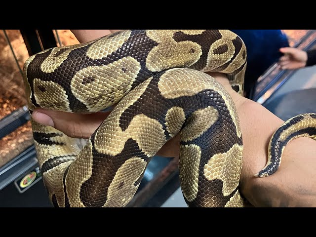 Yellow Belly vs Normal Ball Python. REAL Differences Explained! #love #nature #explorepage #snake 