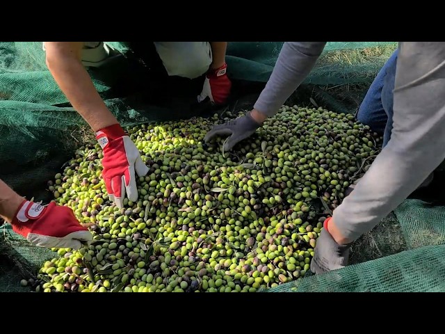 #37 Our First Olive Harvest