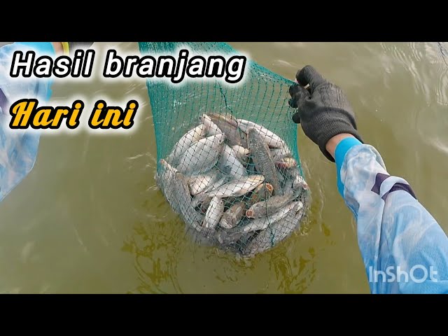 Branjang anco iwak waduk #topgemilang 46