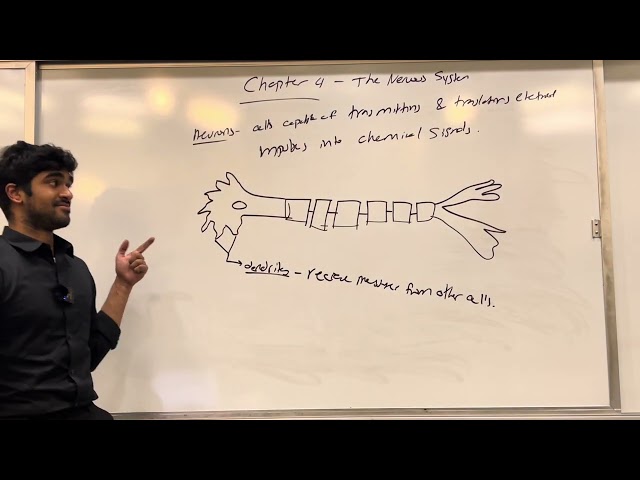 MCAT General Biology, Chapter 4- The Nervous System