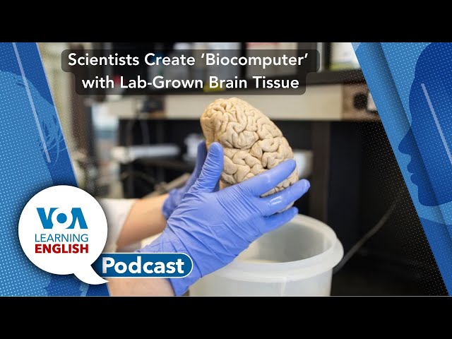 Learning English Podcast - Climate Meetings, Brain Biocomputer
