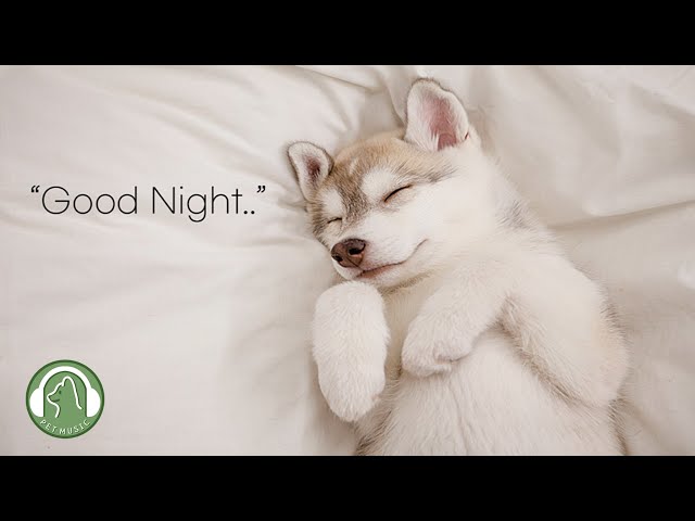 Dog Sleep Music - Relax Music for Dogs, Sleeping Music, Dog's Favorite Music.