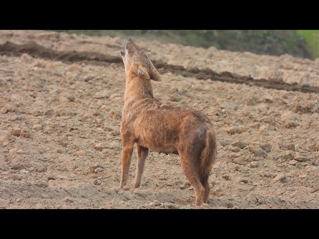 Fox Sound--10 Minute Jackal Sound--Sheyal er Dak--Golden Jackal Howling -Jackal Call- Fox call
