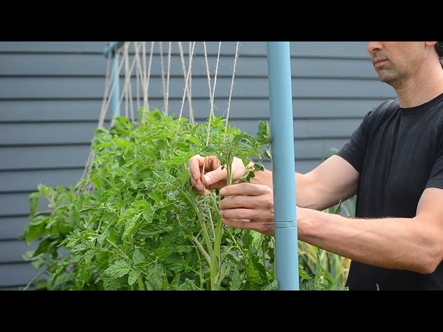 String Trellising Video