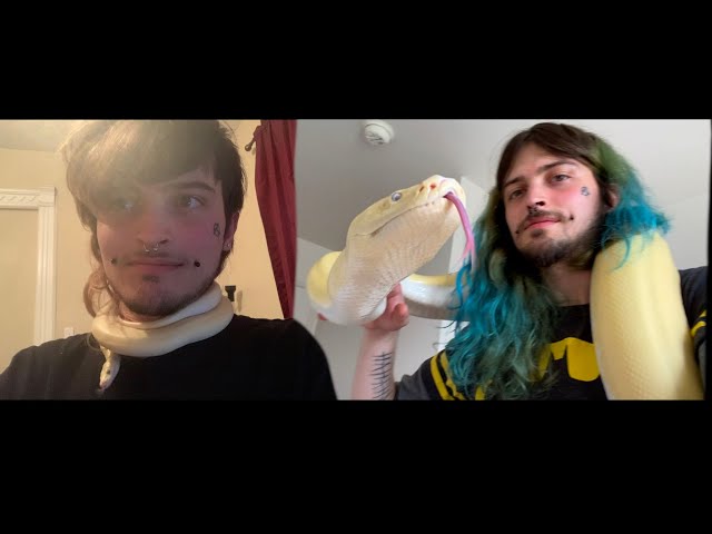 How to raise a BABY BURMESE PYTHON!!! Everything you need to know!!