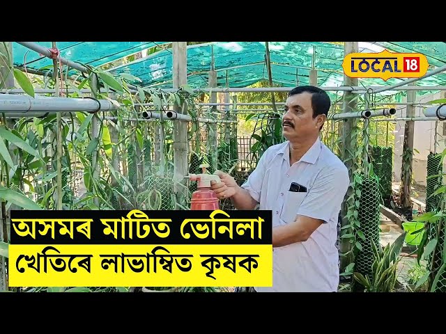Barpeta Vanilla Farming | অসমৰ মাটিত ভেনিলা খেতিৰে লাভাম্বিত কৃষক #local18