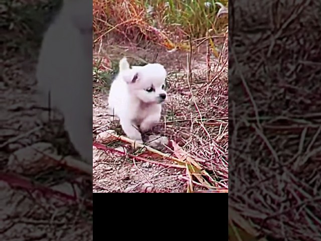 The puppy went to find Mom