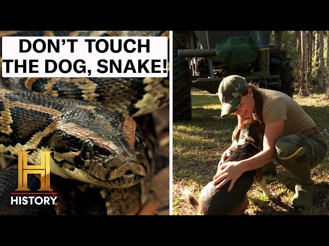 Lost Dog Rescued in Python Territory | Swamp People: Serpent Invasion (Season 3) | History