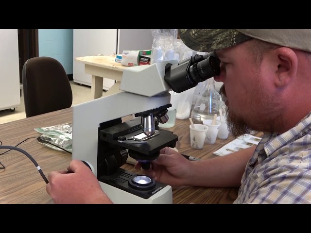 Goat Parasite Management: Fecal Sampling