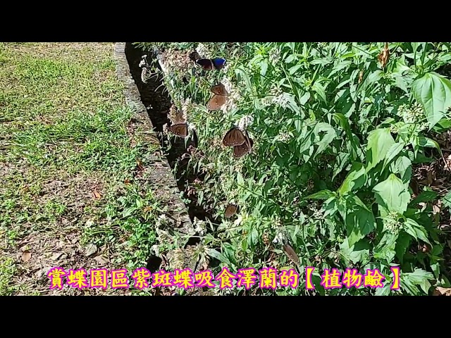 茂林國家風景區賞蝶最新蝶況113 10 22