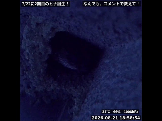 【LIVE】コシアカツバメの巣を定点観察｜野鳥観察ライブ (Red-rumped Swallow Nest Cam)