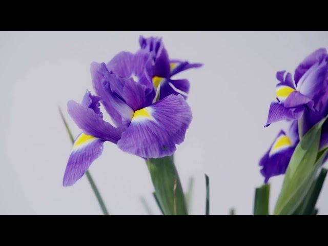 10 Hours of Relax Music with Iris Flowers for Calming the Mind and Stress Relief