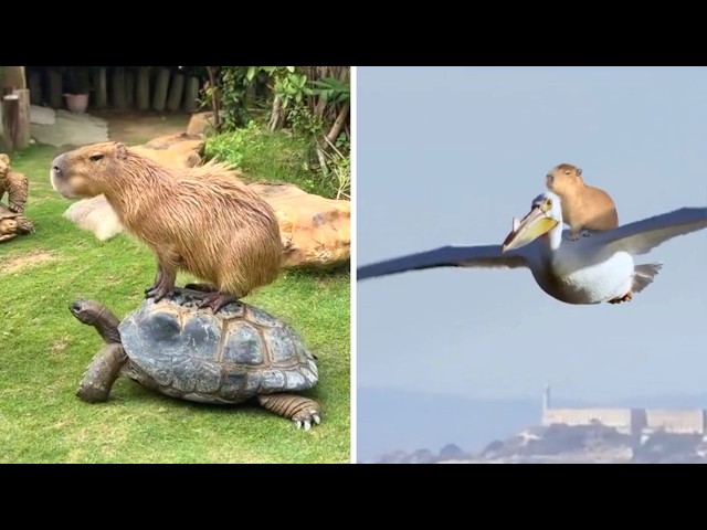Capybara 🦫 The Friendliest Animal on Earth!