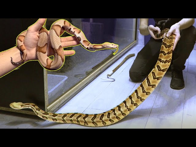 HUGE RATTLESNAKES, COPPERHEADS, AND COBRAS! CAGE CLEANING & FEEDING