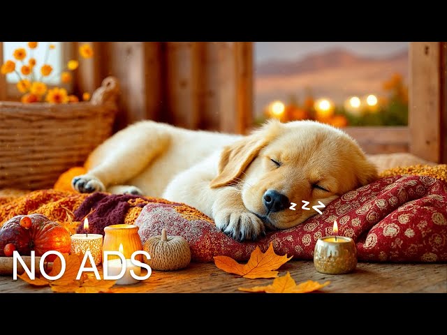 24 HOURS of Relaxing Music For Dogs🐶Anti Separation Anxiety Relief💤#dogmusic #healingmusic