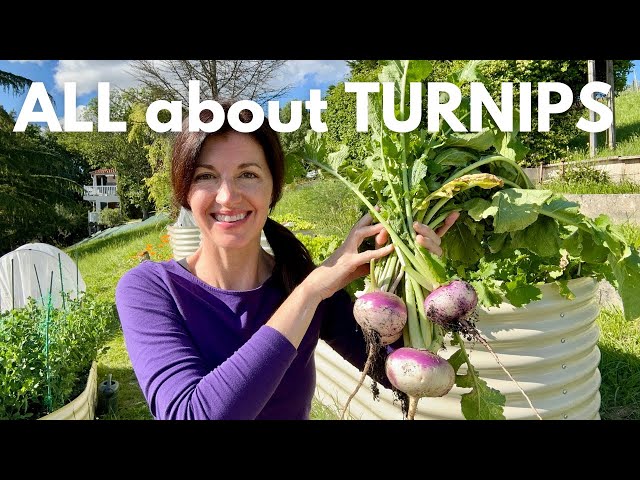 How to Grow Turnips & Why EVERYONE should grow them!