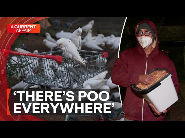 Mystery 'Birdman' causes neighbourhood flap with bizarre ritual | A Current Affair