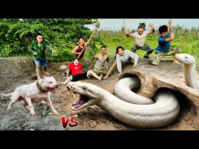 6 Brave Hunters Use PitBull Dig Out and Capture 2 Ferocious Giant White Pythons