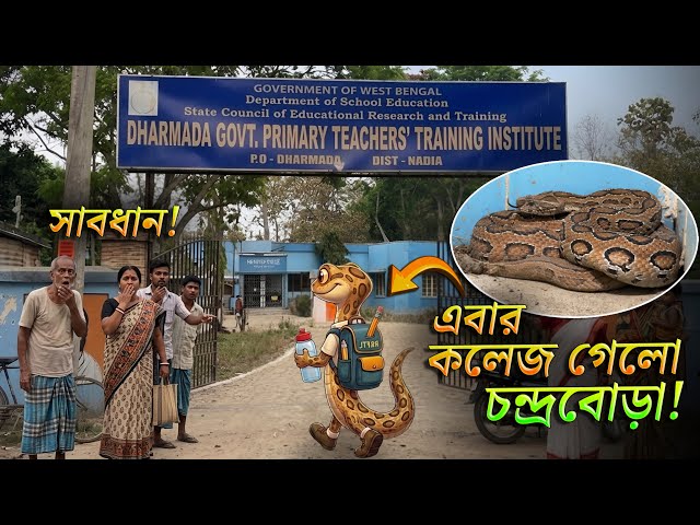 PTTI ডিগ্রী নিতে কলেজ এলো রাসেল ভাইপার সাপ! বিরাট মোটা Pregnant চন্দ্রবোড়া সাপ! #rescue #snake 