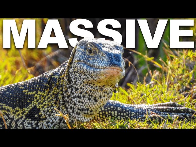Following Africa's Largest Lizard | Python Hunters | Real Wild
