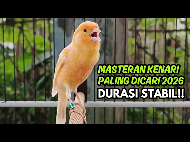 Terbukti AMPUH!! Terapi Kenari Macet Bunyi Paling Ampuh 2026 - 3 Hari Bunyi Lagi