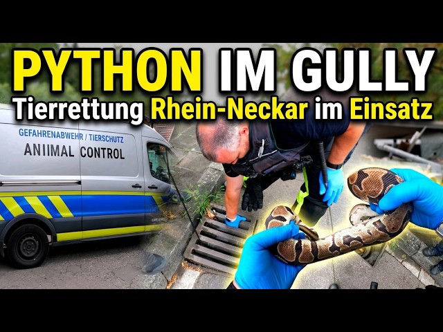 Animal Rescue Rhein-Neckar in Action - 🐍 Ball Python stuck in storm drain