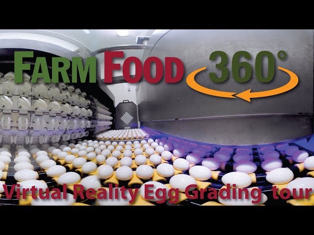 360 Virtual Reality Egg Grading and Processing Tour