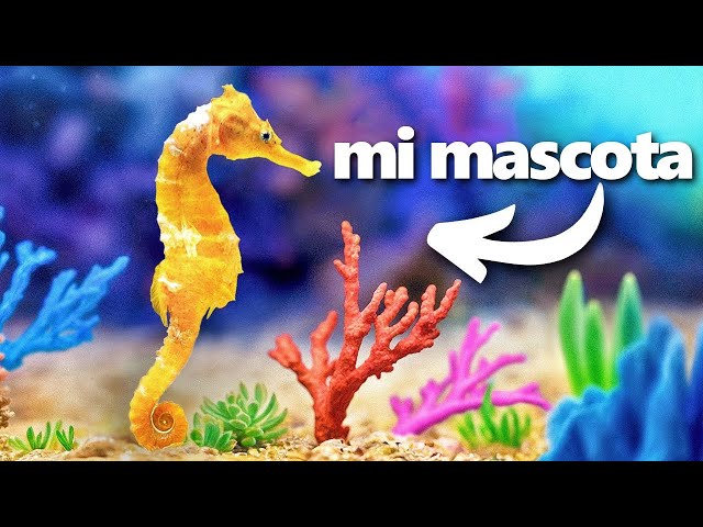 Construí un Arrecife de Coral (para mi caballito de mar)